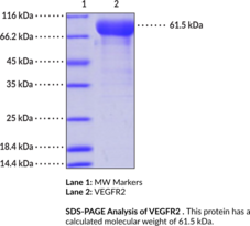 VEGFR2 Extracellular Domain (human, recombinant; aa 20-327)