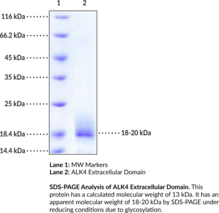 ALK4 Extracellular Domain (human, recombinant)