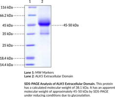 ALK5 Extracellular Domain (human, recombinant)