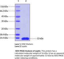 Leptin (human, recombinant)