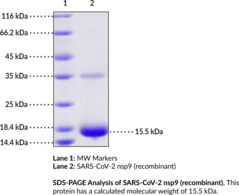 SARS-CoV-2 nsp9