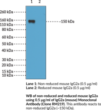 IgG2a (mouse) Monoclonal Antibody