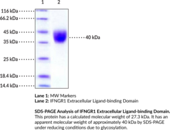 IFNGR1 Extracellular Ligand-binding Domain (human, recombinant)