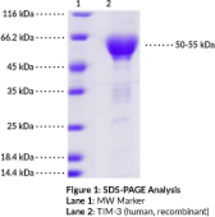 TIM-3 Extracellular Domain (human, recombinant)