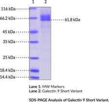 Galectin 9 Short Variant (human, recombinant)