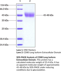 B7-1/CD80 Long Isoform Extracellular Domain (human, recombinant; His-tagged)