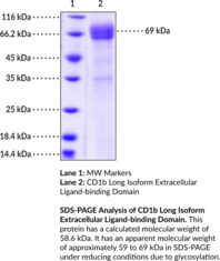 CD1b Long Isoform Extracellular Ligand-binding Domain (human, recombinant)