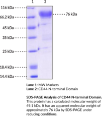 CD44 Extracellular Domain (human, recombinant)