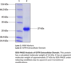 GITR Extracellular Domain (human, recombinant)