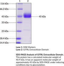 GITRL Extracellular Domain (human, recombinant)