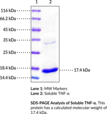 Soluble TNF-? (human, recombinant)