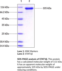 STAT1? (human, recombinant)