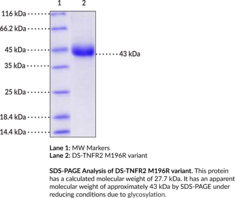 DS-TNFR2 M196R variant (human, recombinant)