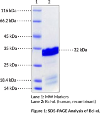 Bcl-xL (human, recombinant)