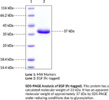 EGF (human, recombinant; Fc-tagged)