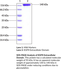 EGFR Extracellular Domain (human, recombinant)