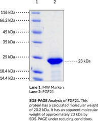 FGF21 (human, recombinant)