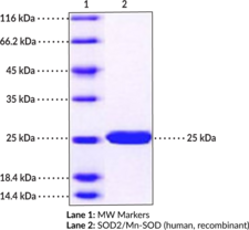 SOD2/Mn-SOD (human, recombinant)