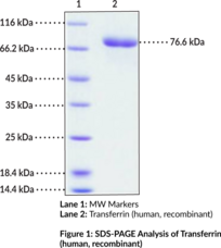 Transferrin (human, recombinant)