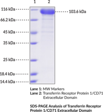 Transferrin Receptor Protein 1/CD71 Extracellular Domain (human, recombinant)