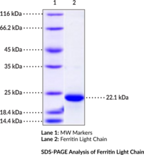 Ferritin Light Chain (human, recombinant)