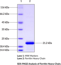 Ferritin Heavy Chain (human, recombinant)