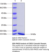 CISD1 Cytosolic Domain (human, recombinant)