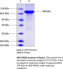 Keap1 (human, recombinant)