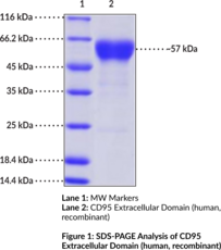 CD95 Extracellular Domain (human, recombinant)