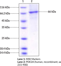 PDE2A (human, recombinant; aa 215-900)