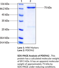 PDE9A2 (human, recombinant)