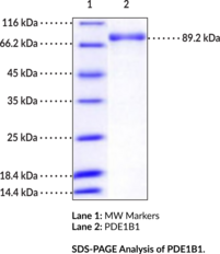 PDE1B1 (human, recombinant)