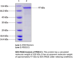 PDE1C1 (human, recombinant)