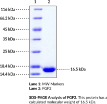 FGF2 (human, recombinant)