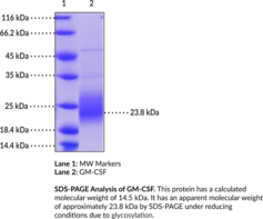 GM-CSF (human, recombinant)