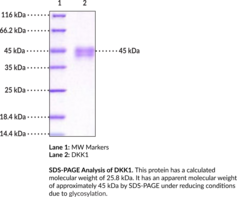 DKK1 (human, recombinant)