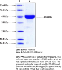 Soluble CD40 Ligand (human, recombinant; Fc-tagged)