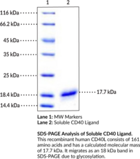 Soluble CD40 Ligand (human, recombinant; His-tagged)