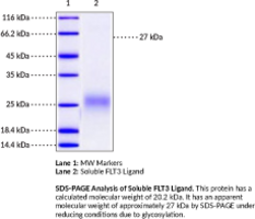 Soluble FLT3 Ligand (human, recombinant)