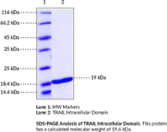 TRAIL Intracellular Domain (human, recombinant)