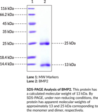 BMP2 (recombinant)