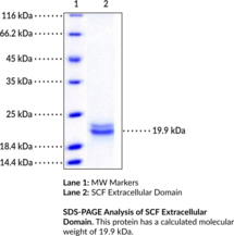 SCF Extracellular Domain (human, recombinant)