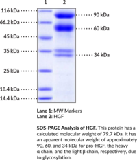 HGF (human, recombinant)