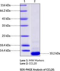 CCL20 (human, recombinant)