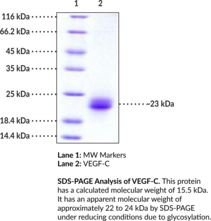 VEGF-C (human, recombinant)