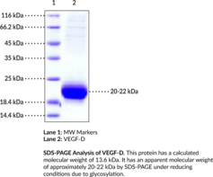 VEGF-D (human, recombinant)