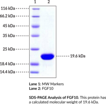 FGF10 (human, recombinant)