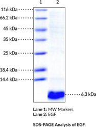 EGF (human, recombinant)