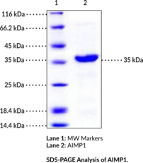 AIMP1 (human, recombinant)