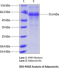 Adiponectin (human, recombinant)